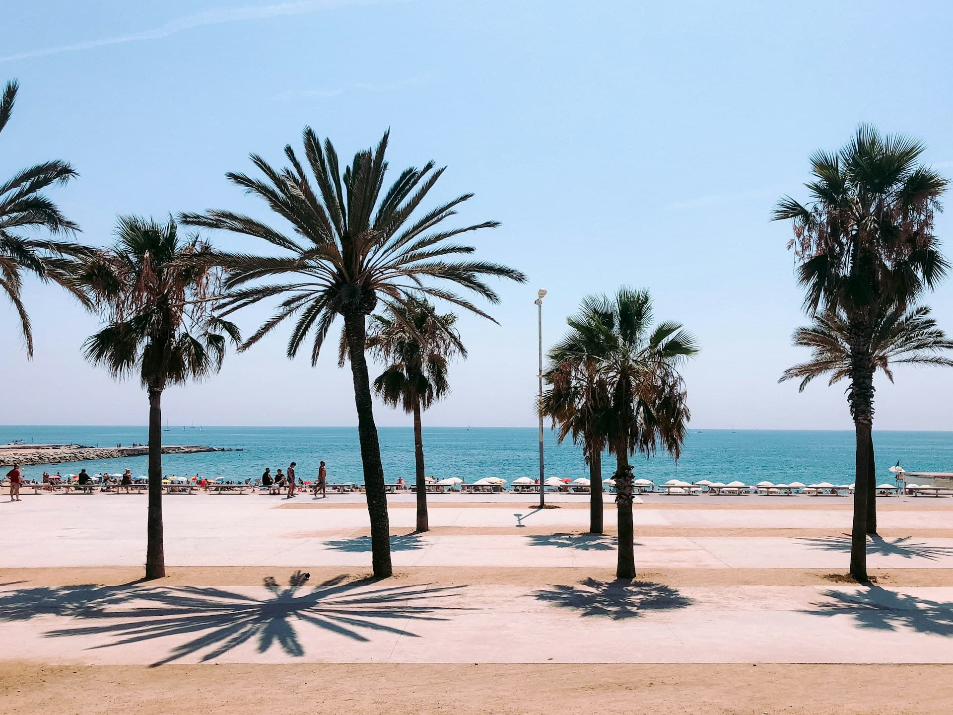 Palm trees along Barceloneta’s seafront.